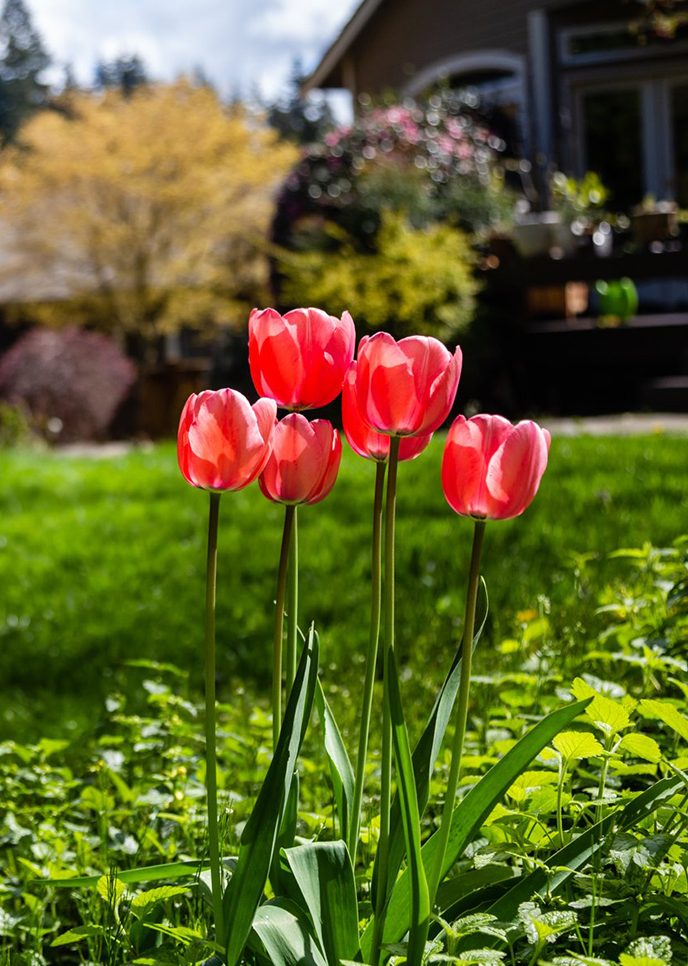 a close up of a flower
